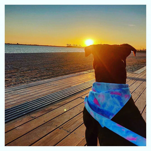 Pañuelo Doble Estampado para Mascotas - Image 10