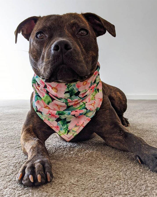 Pañuelo Doble Estampado para Mascotas - Image 12