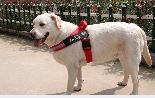 Arnés de pecho y correa para perros - Image 5