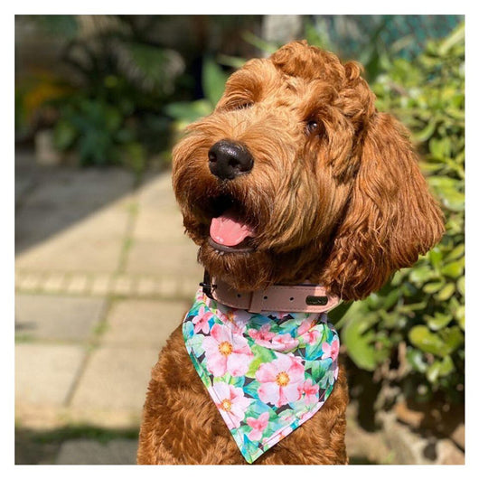Pañuelo Doble Estampado para Mascotas - Image 13