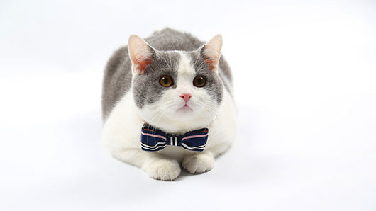 Corbata para Mascotas - Image 7