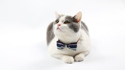 Corbata para Mascotas - Image 8