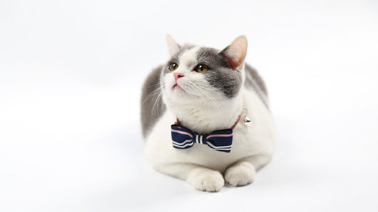 Corbata para Mascotas - Image 8