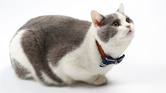 Corbata para Mascotas - Image 9