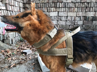 Collar para Perro - Image 14