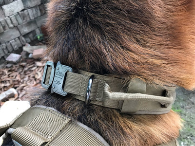 Collar para Perro - Image 15