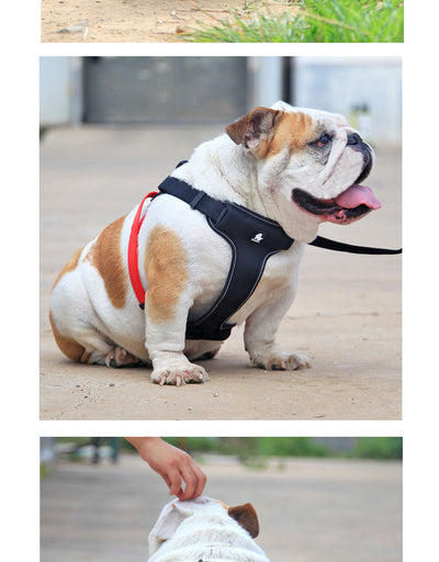 Correa y Collar para Pasear Perros - Control Seguro y Cómodo - Image 10