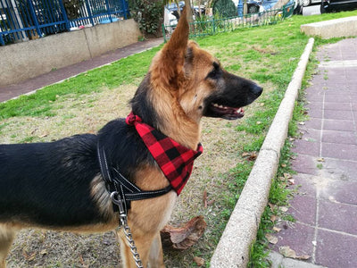 Pañuelo Triangular Cuadros para Perro - Babero Absorbente y Accesorio de Moda - Image 12