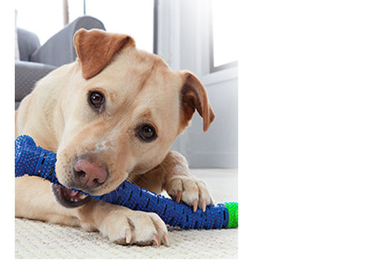 Cepillo Dental Canino con Tecnología de Punta de Diamante - Image 11