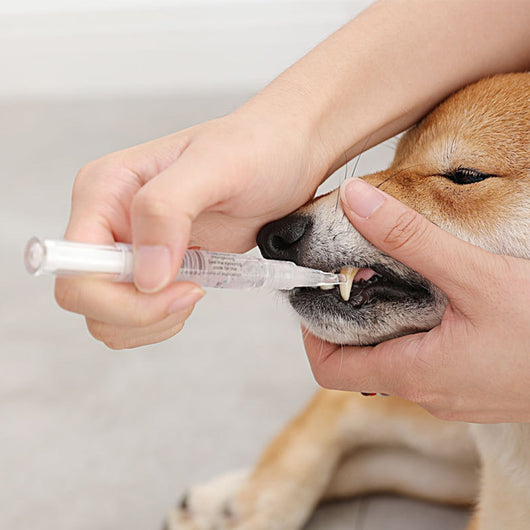 Kit Profesional de Limpieza y Reparación Dental para Perros y Gatos - Image 12