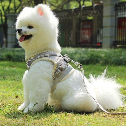 Arnés Transpirable de Malla para Perros Pequeños con Correa - Image 14