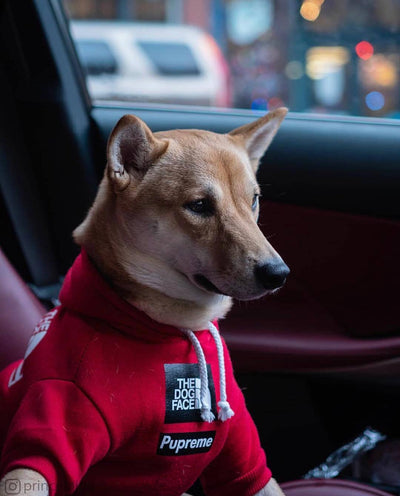Abrigos Cálidos para Perros - Otoño e Invierno - Image 9