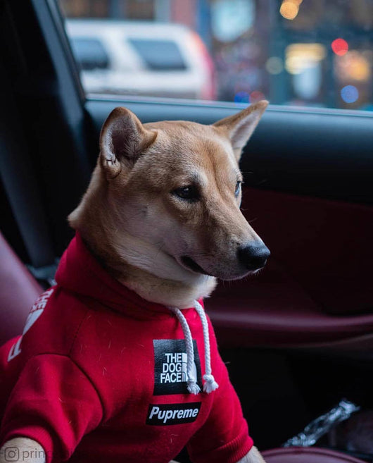 Abrigos Cálidos para Perros - Otoño e Invierno - Image 9