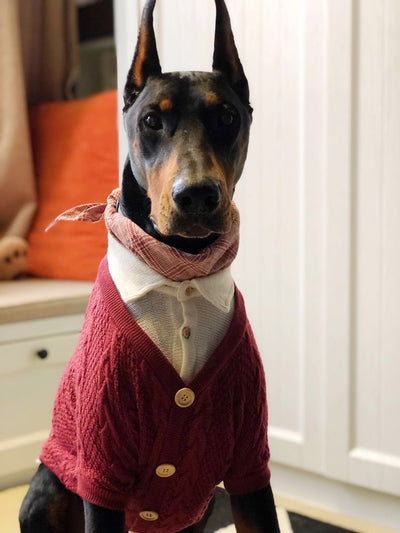 Cardigan Falso Doble para Perros Grandes - Image 7