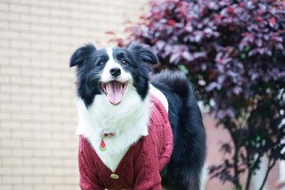 Cardigan Falso Doble para Perros Grandes - Image 12