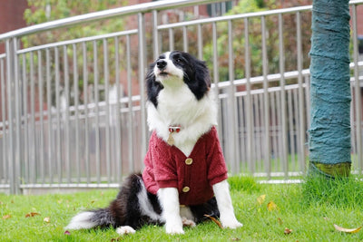 Cardigan Falso Doble para Perros Grandes - Image 13