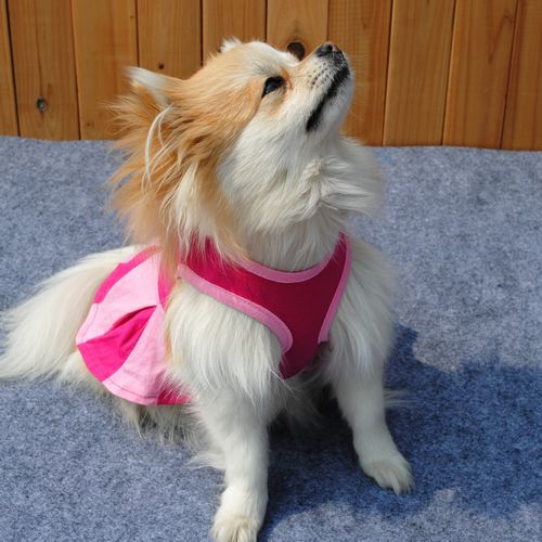 Vestido Fresco de Algodón para Perros - Colección Verano - Image 16