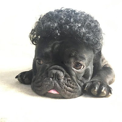 Peluca Transformadora para Mascotas - Perros y Gatos - Image 8