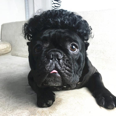 Peluca Transformadora para Mascotas - Perros y Gatos - Image 9