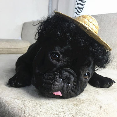 Peluca Transformadora para Mascotas - Perros y Gatos - Image 10