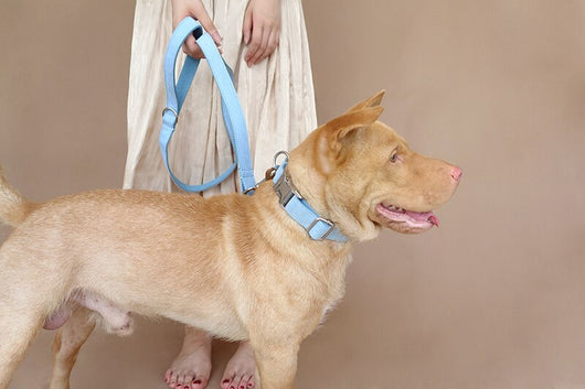 Collar Azul para Perro - Image 8
