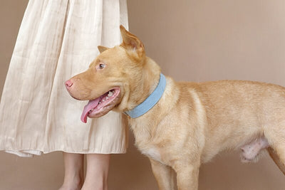 Collar Azul para Perro - Image 9