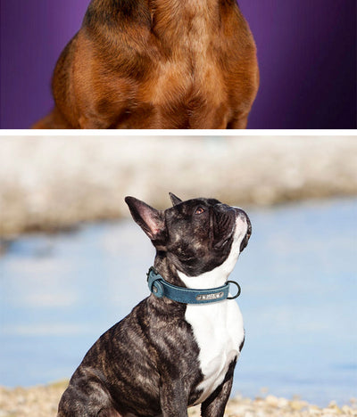 Placa de Identificación Personalizada para Mascotas - Image 24