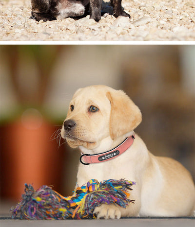 Placa de Identificación Personalizada para Mascotas - Image 25