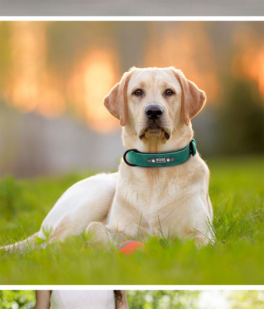 Placa de Identificación Personalizada para Mascotas - Image 26
