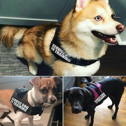 Arnés de Pecho Antiexplosión para Mascotas con Correa - Image 23