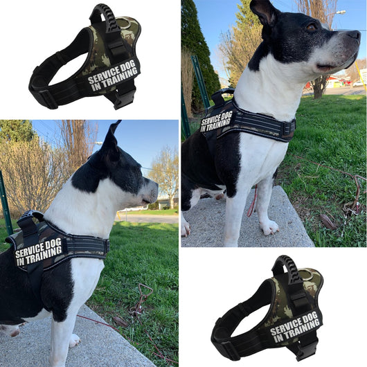 Arnés de Pecho Antiexplosión para Mascotas con Correa - Image 24