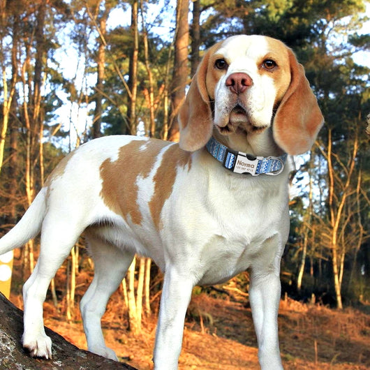 Collar Identificador para Perros Grandes con Placa Personalizable - Image 18