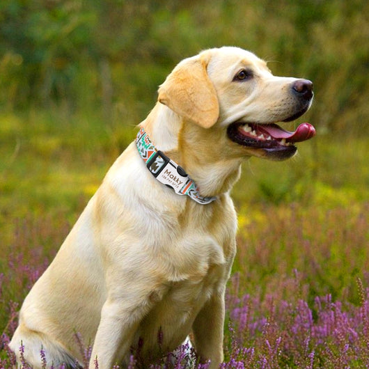 Collar Identificador para Perros Grandes con Placa Personalizable - Image 19
