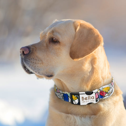 Collar Identificador para Perros Grandes con Placa Personalizable - Image 20
