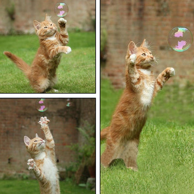 Bioline Catnip Bubbles bottle with a red label, featuring a cat silhouette and text "Safe and non-toxic. Natural Catnip oil 17.7ml". A white bubble wand is next - Image 9
