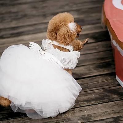 Cadena para Mascota Elegante Victoria's Secret - Image 22