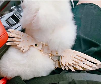 Cadena para Mascota Elegante Victoria's Secret - Image 25