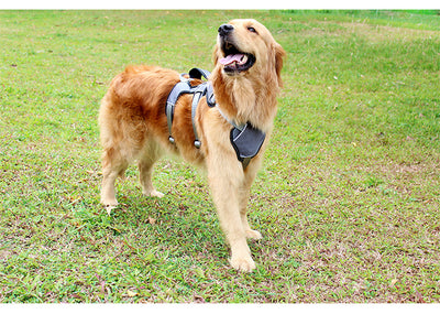 Arnés de Pecho para Perros Medianos y Grandes - Image 4
