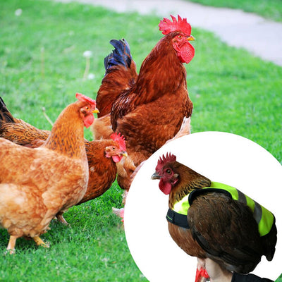 Chaleco Reflectante de Seguridad para Pollos y Gallinas - Image 12
