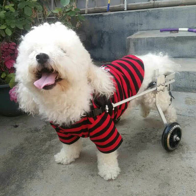 Silla de Ruedas para Perros - Completamente Ajustable - Image 10