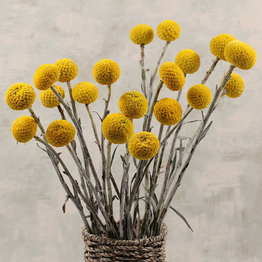 Ramo de Flores Secas Bola Dorada para el Hogar - Image 9