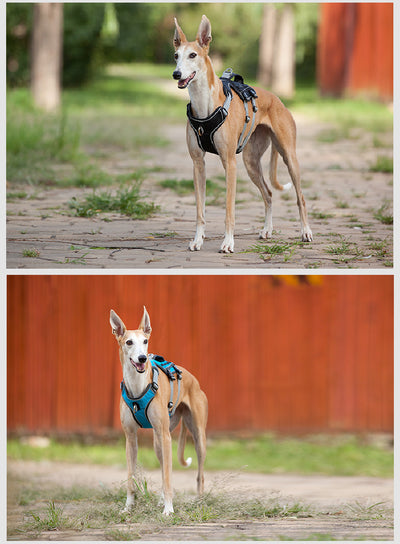 Arnés Reflectante y Transpirable para Mascotas con Cuerda de Tracción - Image 11