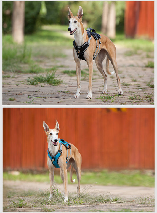 Arnés Reflectante y Transpirable para Mascotas con Cuerda de Tracción - Image 11