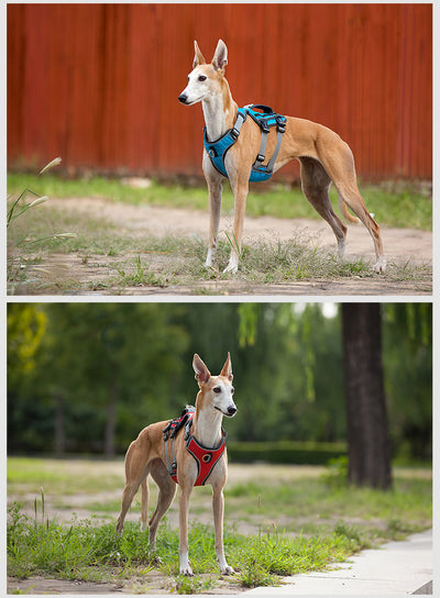 Arnés Reflectante y Transpirable para Mascotas con Cuerda de Tracción - Image 12