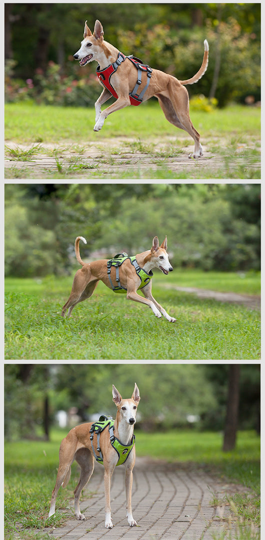 Arnés Reflectante y Transpirable para Mascotas con Cuerda de Tracción - Image 13