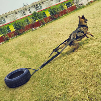 Arnés de Pecho para Perros - Sistema de Entrenamiento Seguro - Image 14