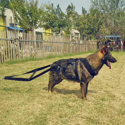 Arnés de Pecho para Perros - Sistema de Entrenamiento Seguro - Image 15