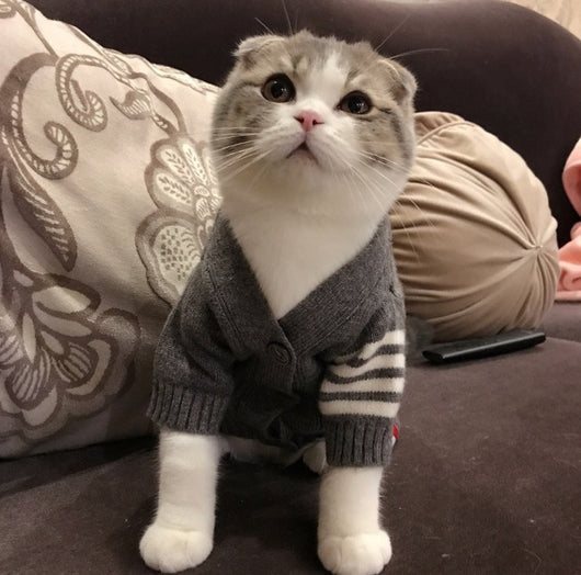 Ropa para Gatos - Abrigos y Disfraces Cómodos - Image 5