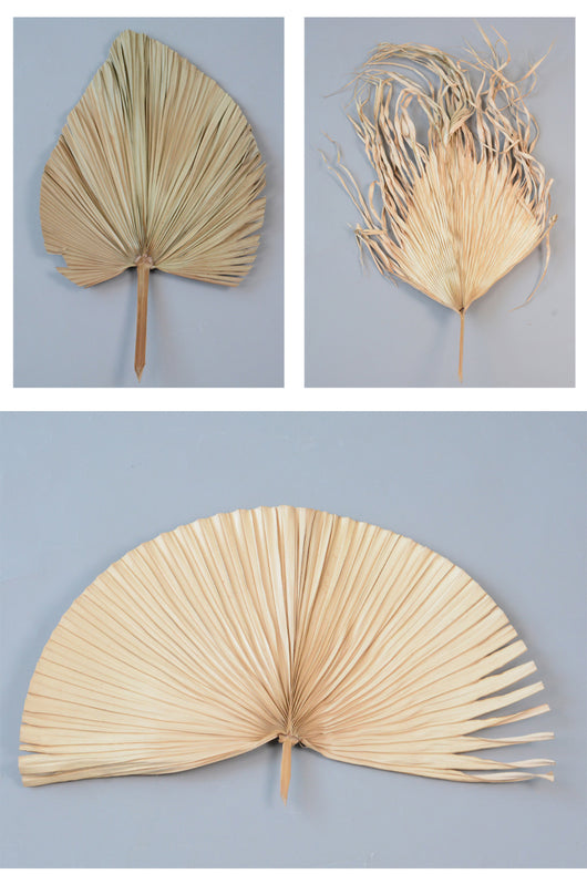 Hojas de Palma Secas - Decoración Natural para Paredes y Eventos - Image 7