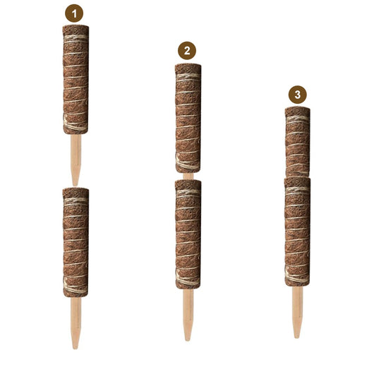 Palitos de Rábano Verde y Coco - Image 15